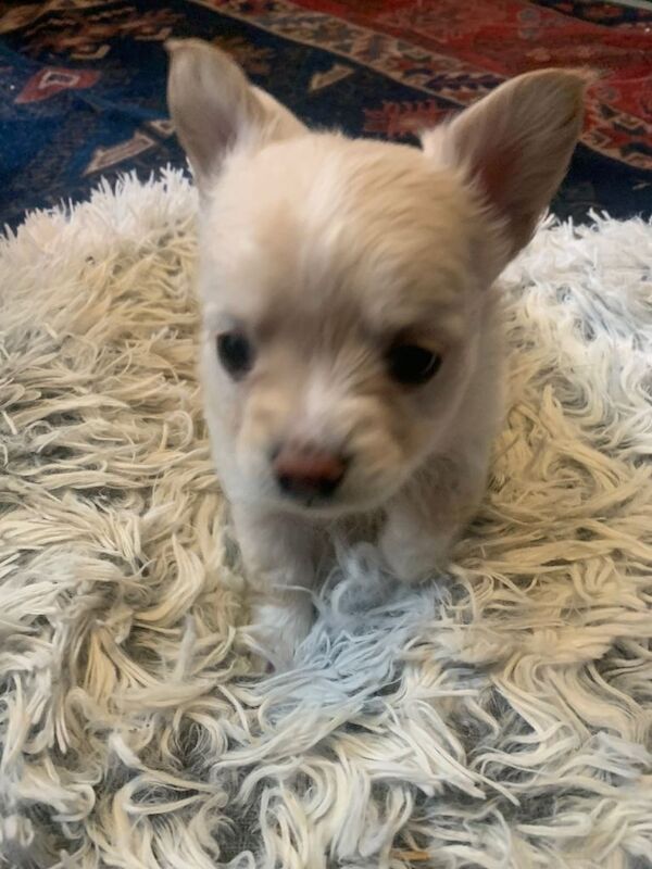 Chihuahuas - Brixton - Image 2 of 5