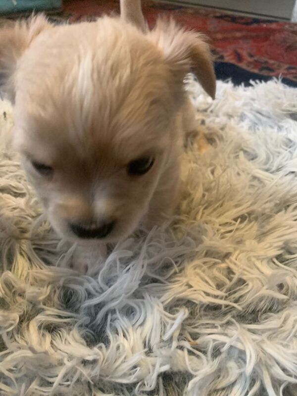 Chihuahuas - Brixton - Image 3 of 5