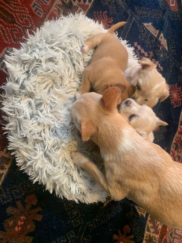 Chihuahuas - Brixton - Image 4 of 5