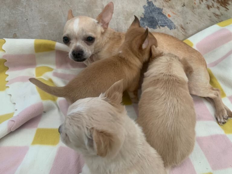 Chihuahuas - Brixton - Image 5 of 5