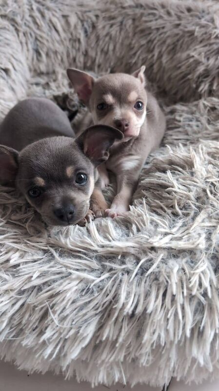 Chihuahua puppies for sale in Mansfield, Nottinghamshire – 9 weeks old