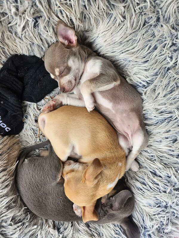 Chihuahua puppies for sale in Mansfield, Nottinghamshire – 9 weeks old - Image 2 of 3