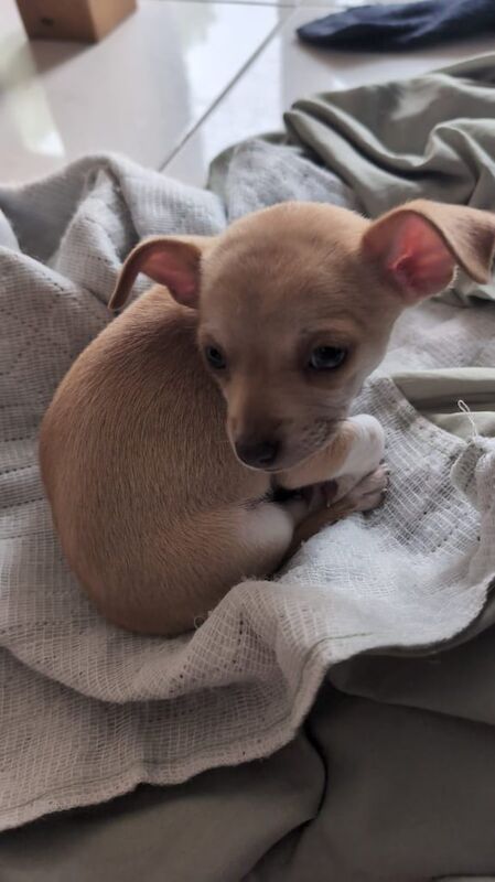 Chihuahua puppies for sale in Mansfield, Nottinghamshire – 9 weeks old - Image 3 of 3