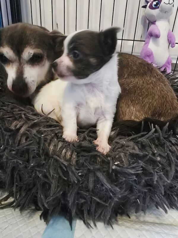Chihuahua puppies for sale in Omagh, County Tyrone – 8 weeks old