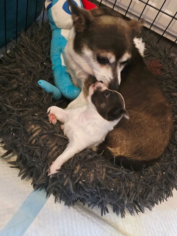 Chihuahua puppies for sale in Omagh, County Tyrone – 8 weeks old - Image 2 of 3