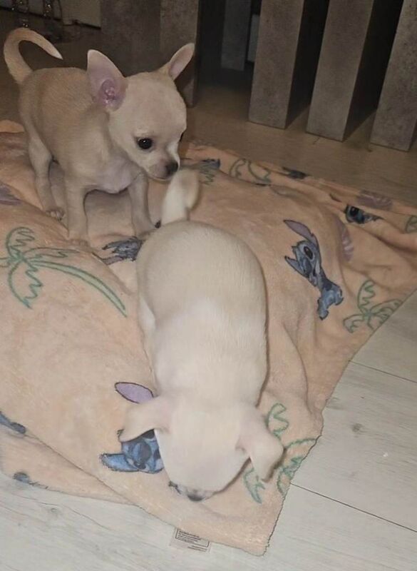 Chihuahua Puppies For Sale
