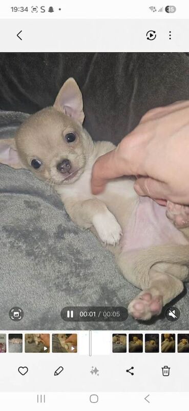 Chihuahua puppies for sale in Dalgety Bay, Fife – 10 weeks old - Image 2 of 6
