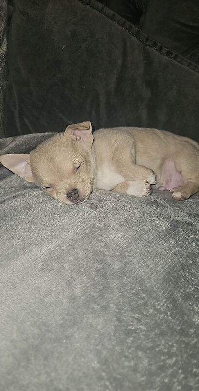 Chihuahua puppies for sale in Dalgety Bay, Fife – 10 weeks old - Image 4 of 6
