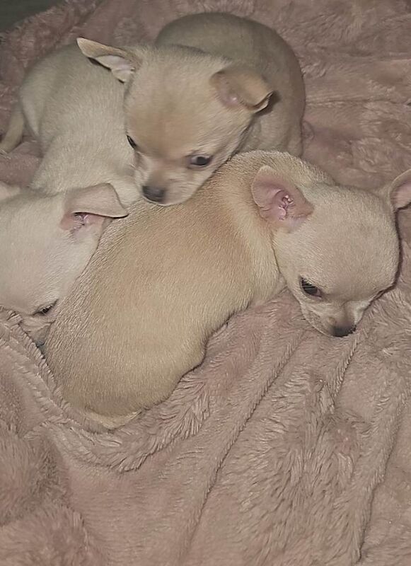 Chihuahua puppies for sale in Dalgety Bay, Fife – 10 weeks old - Image 5 of 6