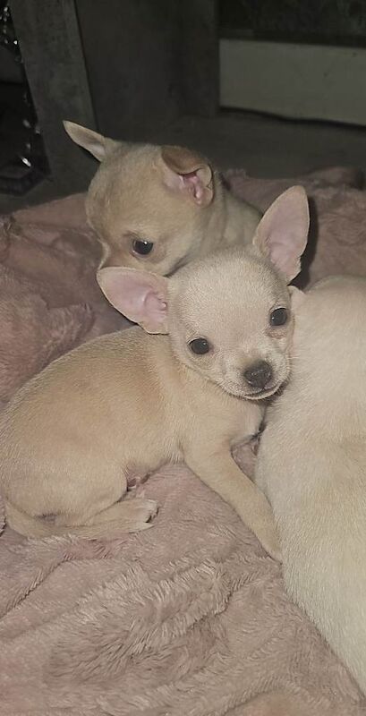 Chihuahua puppies for sale in Dalgety Bay, Fife – 10 weeks old - Image 6 of 6