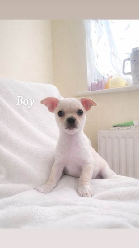 Chihuahua Puppies For Sale