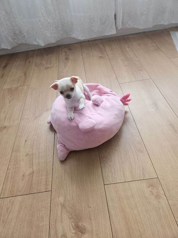 Chihuahuas puppy's - Image 2 of 5