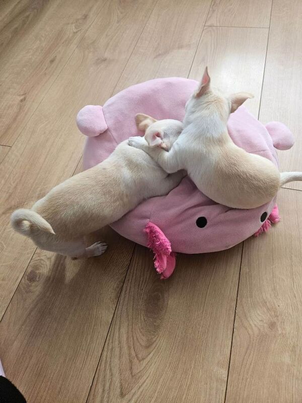Chihuahuas puppy's - Image 3 of 5