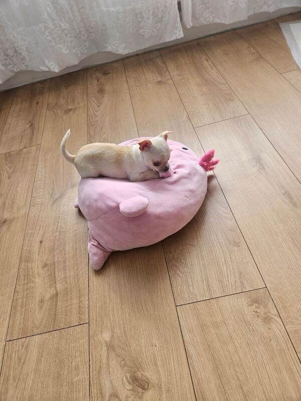 Chihuahuas puppy's - Image 4 of 5