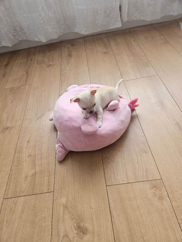 Chihuahuas puppy's - Image 5 of 5