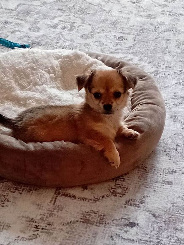 Chihuahuaxpomeranian