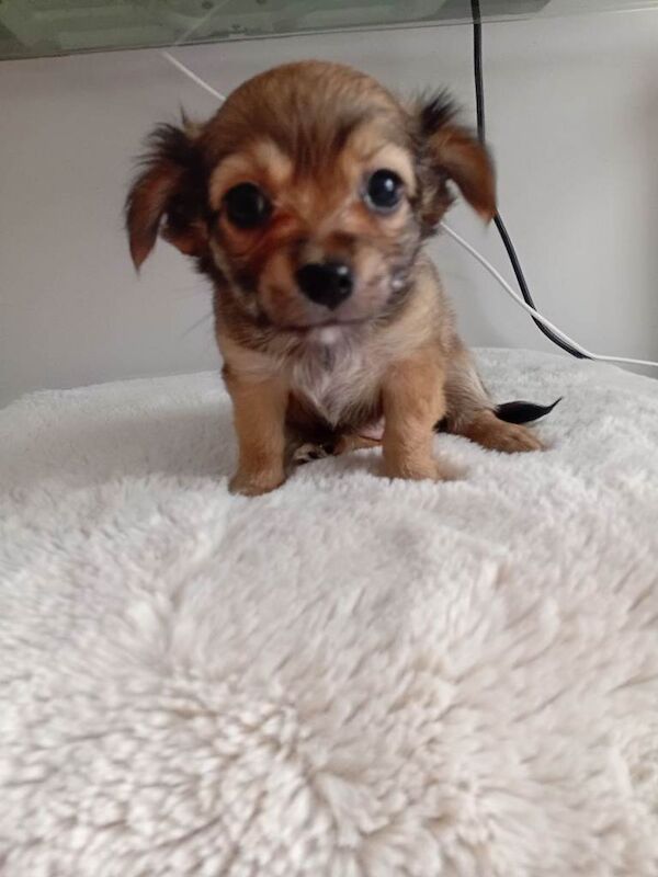 Chihuahuaxpomeranian - Image 3 of 3
