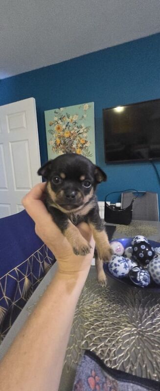 Chihuahua puppies for sale in Lenzie, Dunbartonshire – 3 weeks old