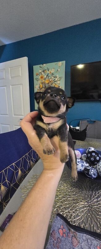Chihuahua puppies for sale in Lenzie, Dunbartonshire – 3 weeks old - Image 2 of 3