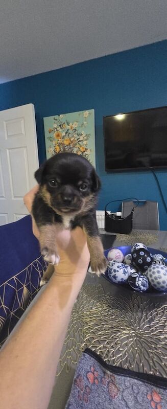Chihuahua puppies for sale in Lenzie, Dunbartonshire – 3 weeks old - Image 3 of 3
