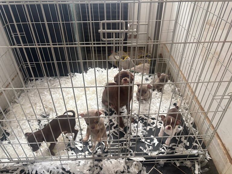 Chihuahua puppies for sale in Doncaster, South Yorkshire – KC registered, 7 weeks old