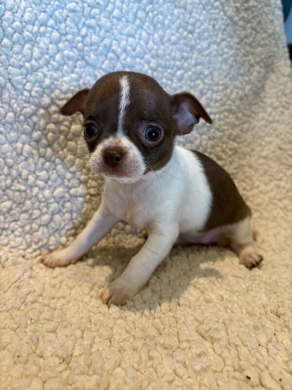 Chihuahua puppies for sale in Doncaster, South Yorkshire – KC registered, 7 weeks old - Image 2 of 3
