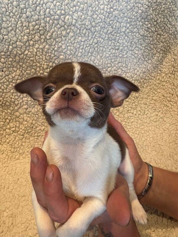 Chihuahua puppies for sale in Doncaster, South Yorkshire – KC registered, 7 weeks old - Image 3 of 3