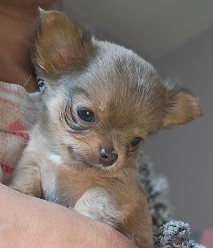 Chihuahua puppies for sale in Dunoon, Argyll And Bute – 3 months old