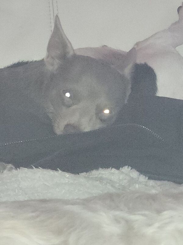 Chihuahua puppies for sale in Sunderland, Tyne And Wear – 3 months old