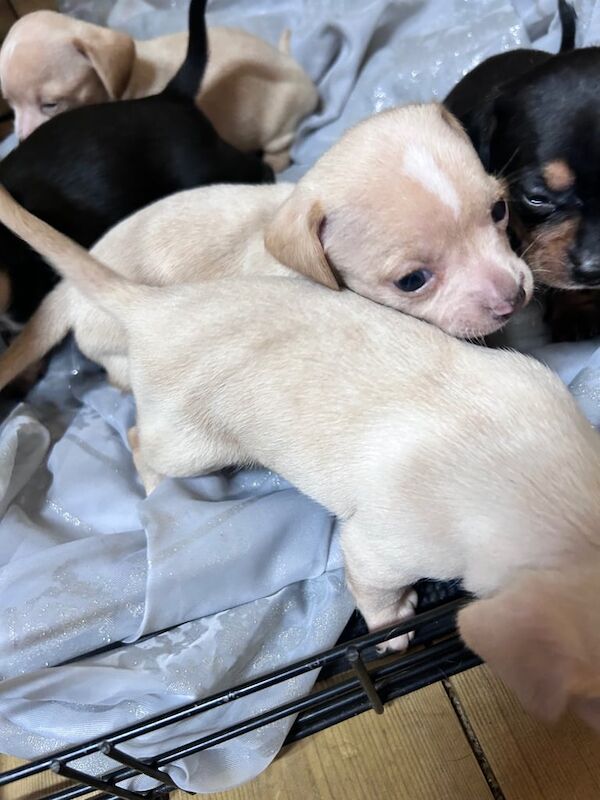 Chihuahua puppies for sale in Preston, Lancashire – 3 weeks old - Image 2 of 3