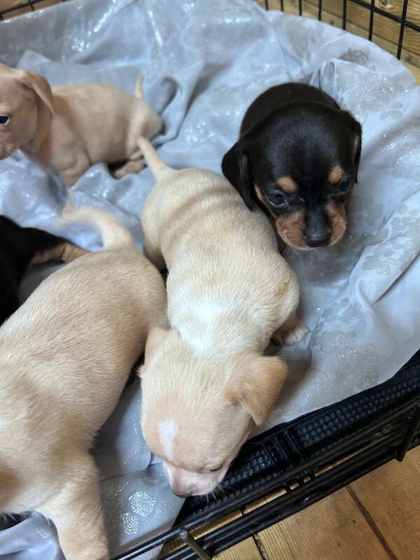 Chihuahua puppies for sale in Preston, Lancashire – 3 weeks old - Image 3 of 3