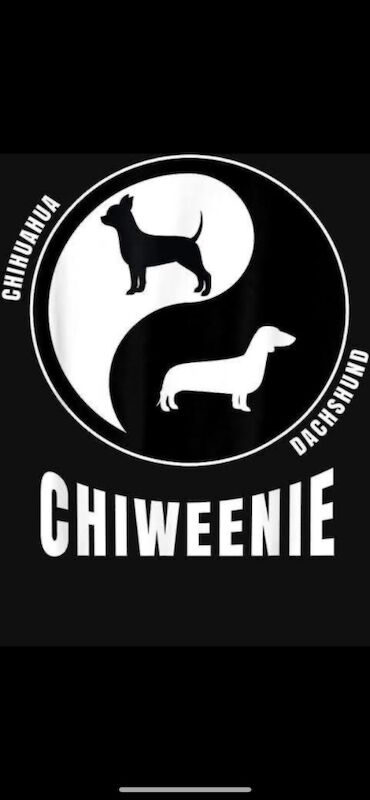 Chihuahua puppies for sale in Torquay, Devon – 2 weeks old