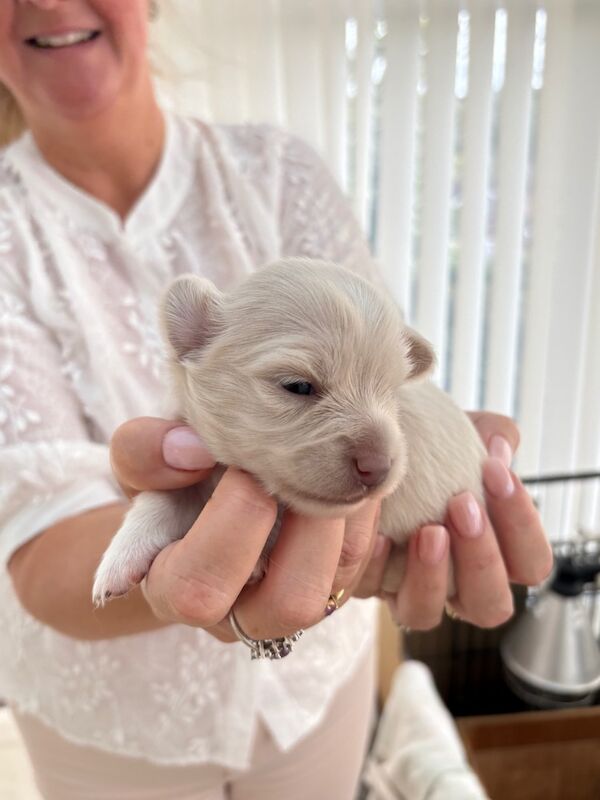 Chihuahua puppies for sale in Torquay, Devon – 2 weeks old - Image 6 of 12