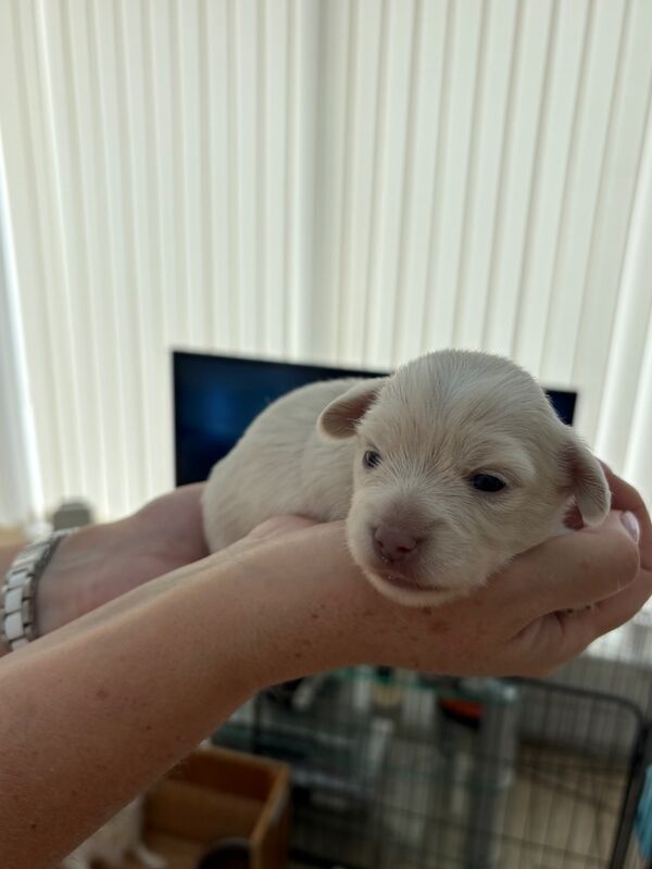 Chihuahua puppies for sale in Torquay, Devon – 2 weeks old - Image 7 of 12