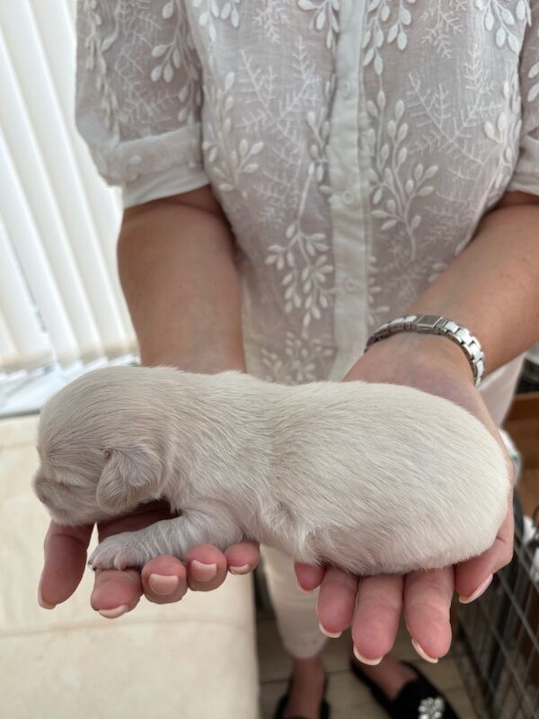 Chihuahua puppies for sale in Torquay, Devon – 2 weeks old - Image 9 of 12