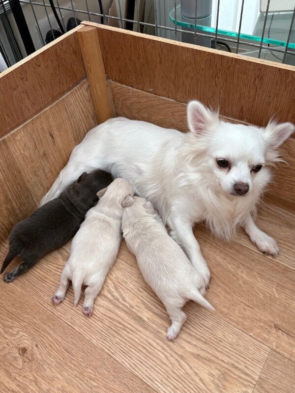 Chihuahua puppies for sale in Torquay, Devon – 2 weeks old - Image 12 of 12