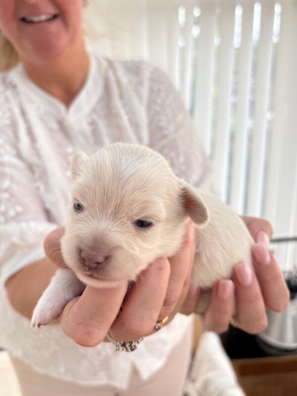Chihuahua puppies for sale in Torquay, Devon – 2 weeks old - Image 2 of 8
