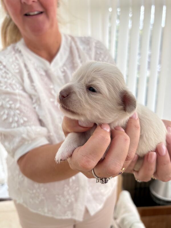 Chihuahua puppies for sale in Torquay, Devon – 2 weeks old - Image 4 of 8