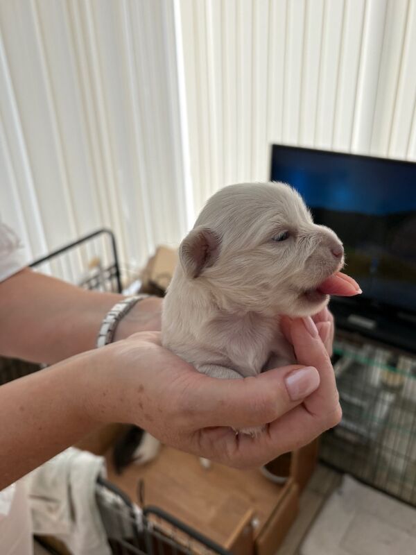 Chihuahua puppies for sale in Torquay, Devon – 2 weeks old - Image 5 of 8
