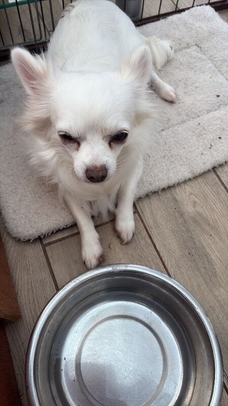Chihuahua puppies for sale in Torquay, Devon – 2 weeks old - Image 7 of 8