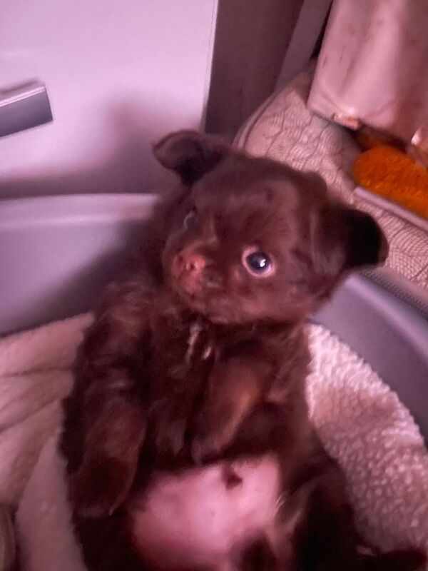 chniguahuas PUPPYS ready now