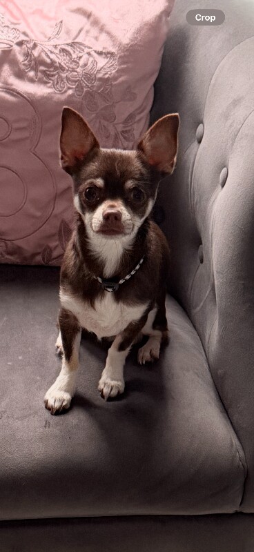 Chihuahua puppies for sale in Beckton, London – 1 year old