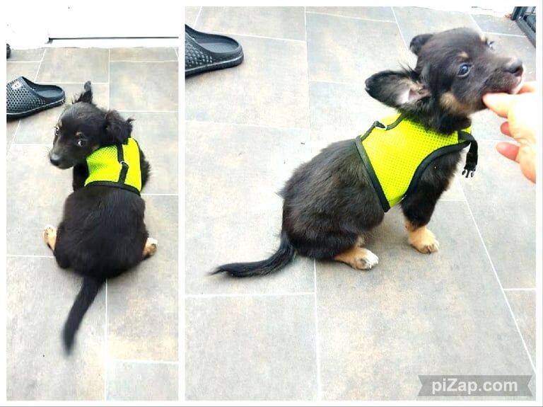 chocolate and tan Chihuahua GOOD WITH CATS AND KIDS for sale in Walthamstow, Greater London