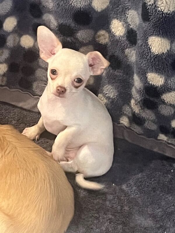 Chocolate cream kc male chihuahua ready to leave for sale in Harpenden, Hertfordshire