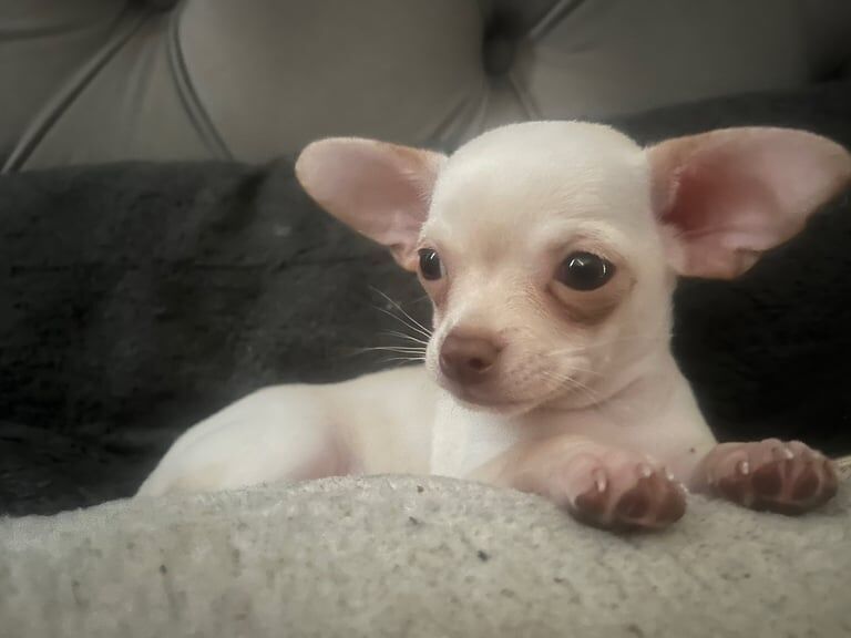 Chocolate cream kc male chihuahua ready to leave for sale in Harpenden, Hertfordshire | Image 2