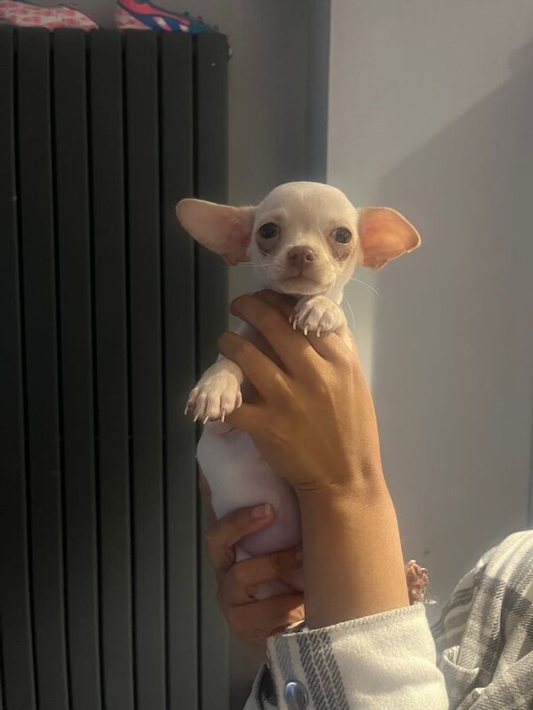 Chocolate cream kc male chihuahua ready to leave for sale in Harpenden, Hertfordshire | Image 3