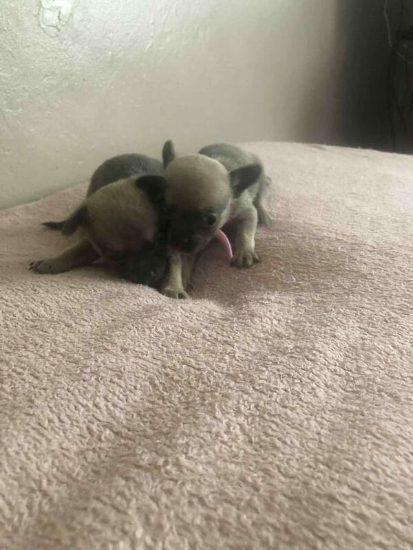 Chihuahua puppies for sale in Stoke sub Hamdon, Somerset – 4 weeks old - Image 2 of 6