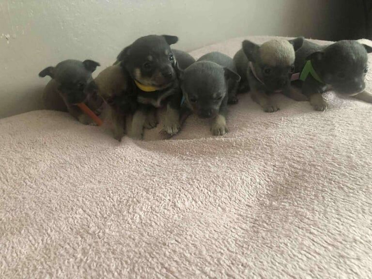 Chihuahua puppies for sale in Stoke sub Hamdon, Somerset – 4 weeks old - Image 3 of 6