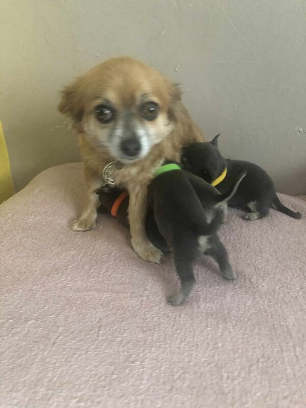 Chihuahua puppies for sale in Stoke sub Hamdon, Somerset – 4 weeks old - Image 4 of 6