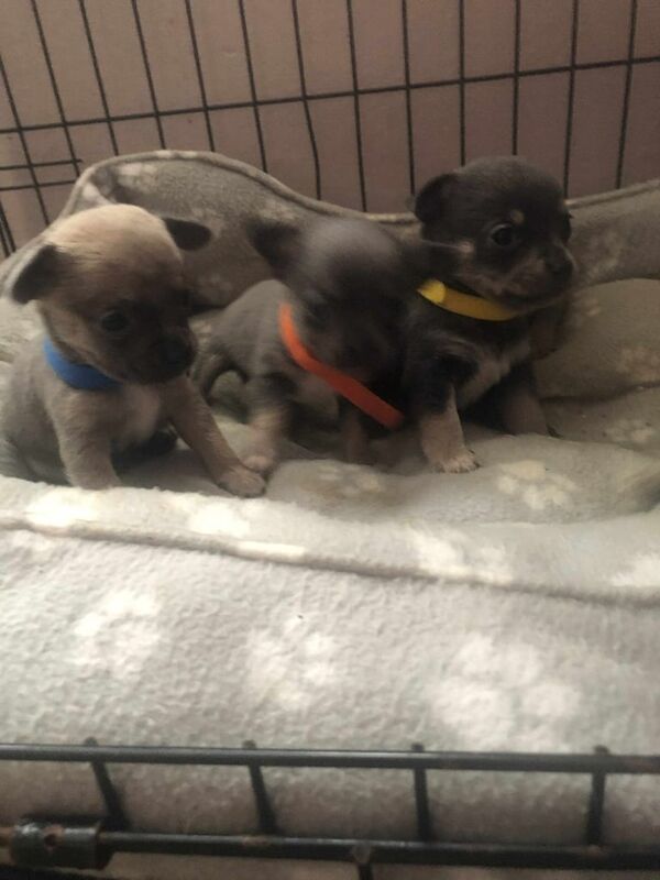 Chihuahua puppies for sale in Stoke sub Hamdon, Somerset – 4 weeks old - Image 5 of 6